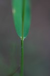 Warty panicgrass