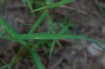 Warty panicgrass