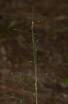 Warty panicgrass