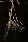 Warty panicgrass