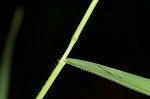 Warty panicgrass