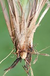 Intermediate paspalum