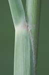 Intermediate paspalum