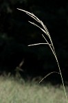 Vasey's grass <BR>Vasey grass