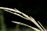 Vasey's grass <BR>Vasey grass