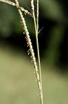 Vasey's grass <BR>Vasey grass