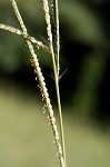 Vasey's grass <BR>Vasey grass