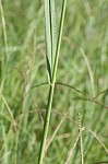 Vasey's grass <BR>Vasey grass