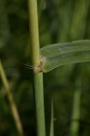 Vasey's grass <BR>Vasey grass