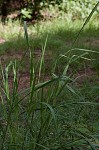 Vasey's grass <BR>Vasey grass