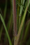 Vasey's grass <BR>Vasey grass