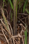 Vasey's grass <BR>Vasey grass