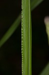 Vasey's grass <BR>Vasey grass