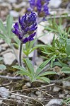 Whiterim scurfpea <BR>Nashville Indian breadroot