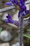 Whiterim scurfpea <BR>Nashville Indian breadroot