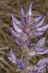 Whiterim scurfpea <BR>Nashville Indian breadroot