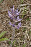 Whiterim scurfpea <BR>Nashville Indian breadroot