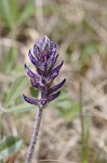 Whiterim scurfpea <BR>Nashville Indian breadroot