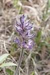 Whiterim scurfpea <BR>Nashville Indian breadroot