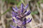 Whiterim scurfpea <BR>Nashville Indian breadroot