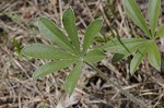 Whiterim scurfpea <BR>Nashville Indian breadroot