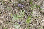 Whiterim scurfpea <BR>Nashville Indian breadroot