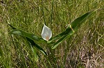 White arrow arum <BR>Spoonflower