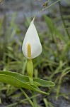 White arrow arum <BR>Spoonflower