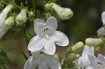 Lowland beardtongue