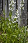 Lowland beardtongue