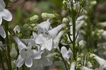 Lowland beardtongue