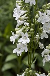 Lowland beardtongue