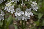 Lowland beardtongue