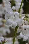 Lowland beardtongue