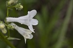 Lowland beardtongue