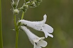 Lowland beardtongue