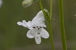 Lowland beardtongue