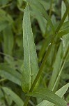 Lowland beardtongue