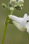 Lowland beardtongue