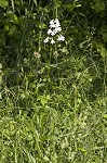 Lowland beardtongue