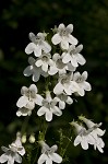 Lowland beardtongue