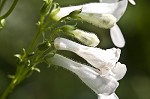 Lowland beardtongue