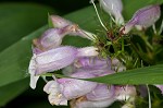 Longsepal beardtongue