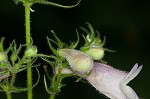 Longsepal beardtongue