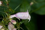 Longsepal beardtongue