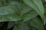 Longsepal beardtongue