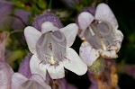 Longsepal beardtongue