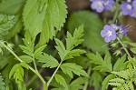 Fernleaf phacelia