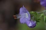 Fernleaf phacelia