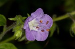 Fernleaf phacelia